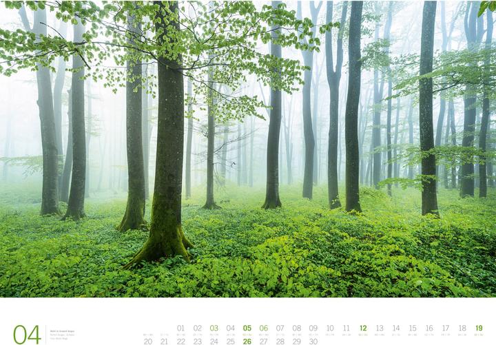 Image du produit Wald - Gallery Kalender 2026 (66 x 50 cm, Couverture rigide, Anglais, Allemand)