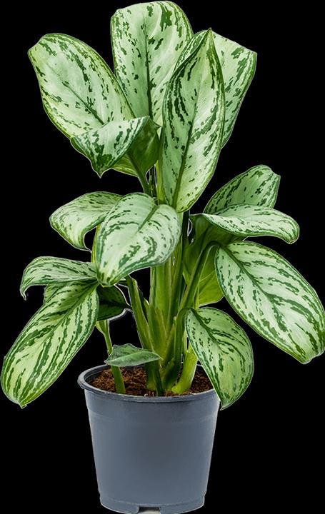 Actual product image Mahaloplants Aglaonema Maria Christina (35 cm)