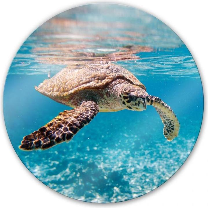 Produktbild Trenddeko Bild Schildkröte auf Reisen Ø 50 cm, Glas (50 x 50 cm)