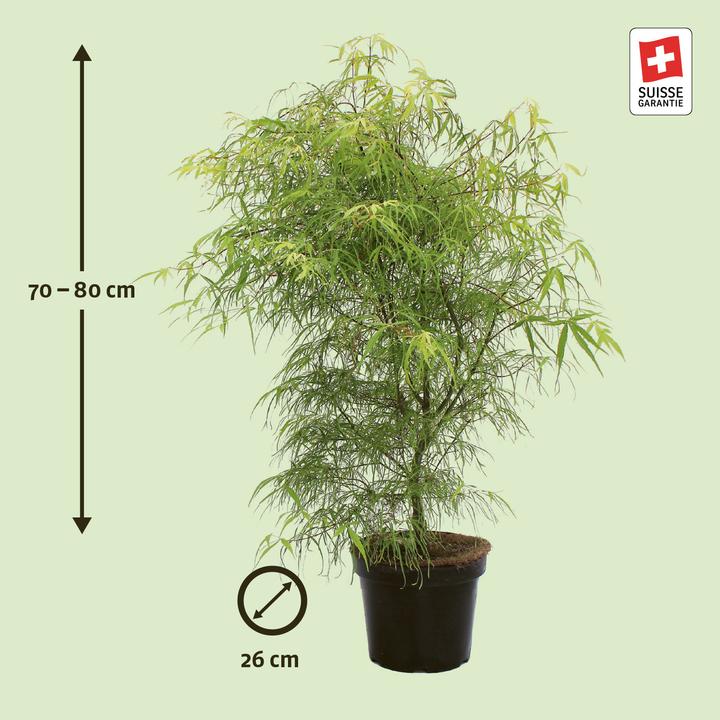 Image du produit Zulauf Japanischer Fächer-Ahorn / Acer palmatum 'Koto-No-Ito' (80 cm)