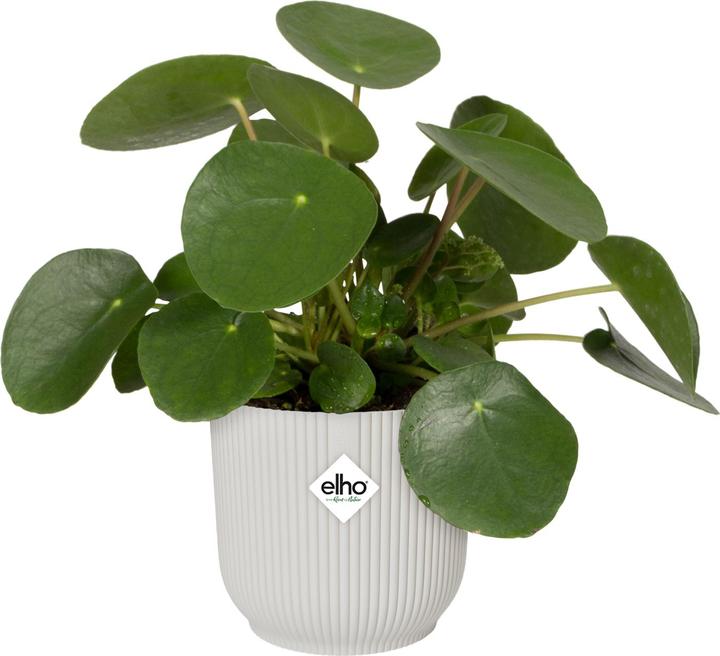 Produktbild Elho Vibes Fold (25 cm)