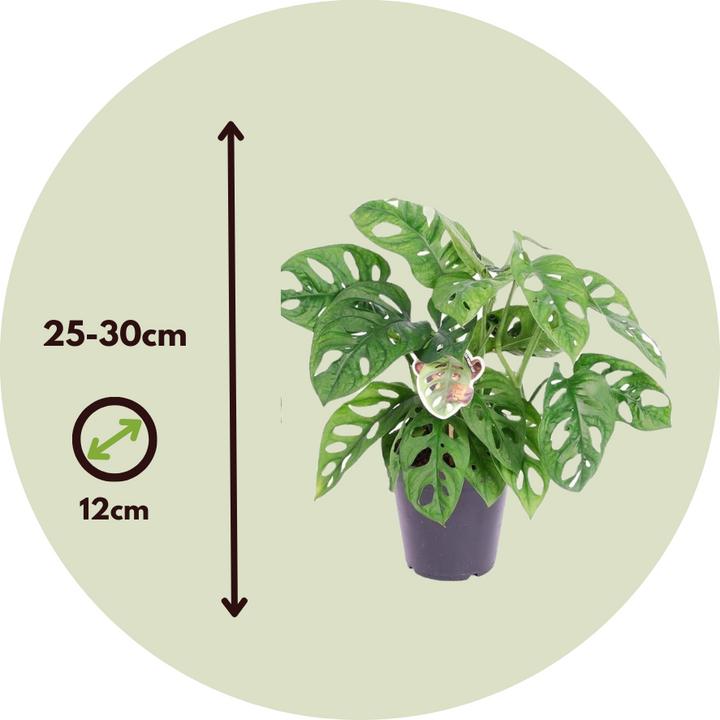 Produktbild Plant in a Box Monstera Monkey Mask - Affenmaskpflanze (30 cm)
