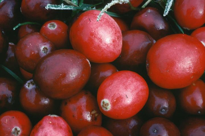 Actual product image Arkopharma Arkocaps Bio Cranberry Kapseln (45 Piece, Capsules, 43 g)