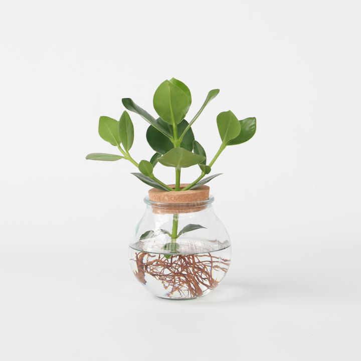 Produktbild Plant in a Box Clusia rosea Princess (35 cm)