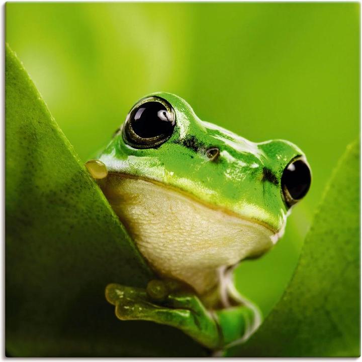 Actual product image Artland Canvas picture on stretcher Scouting frog T5VH 50x50 cm (40x40 cm)