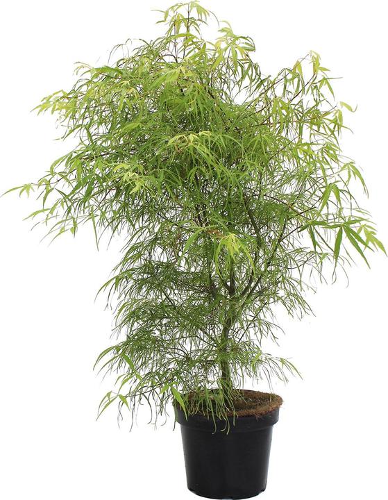 Image du produit Zulauf Japanischer Fächer-Ahorn / Acer palmatum 'Koto-No-Ito' (80 cm)