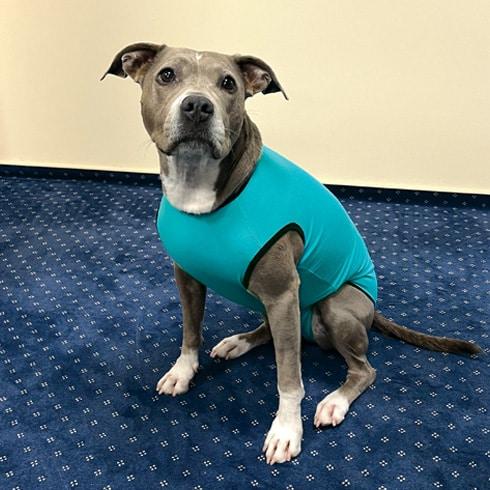 Immagine prodotto PerAnimal Corpo di cane maschio (Cappotto per cani)