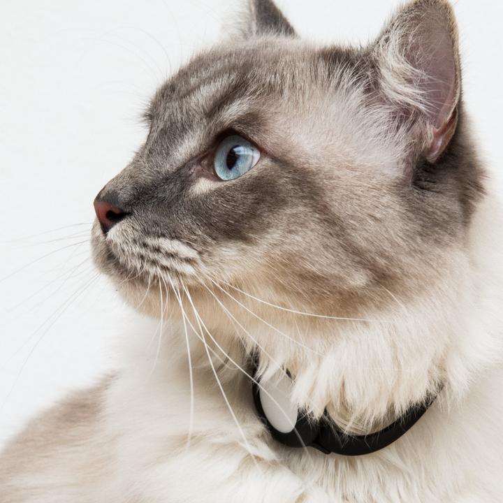 Produktbild LucyBalu NEMO AirTag Katzenhalsband (Silikon) (One Size, Katze, Allgemein)