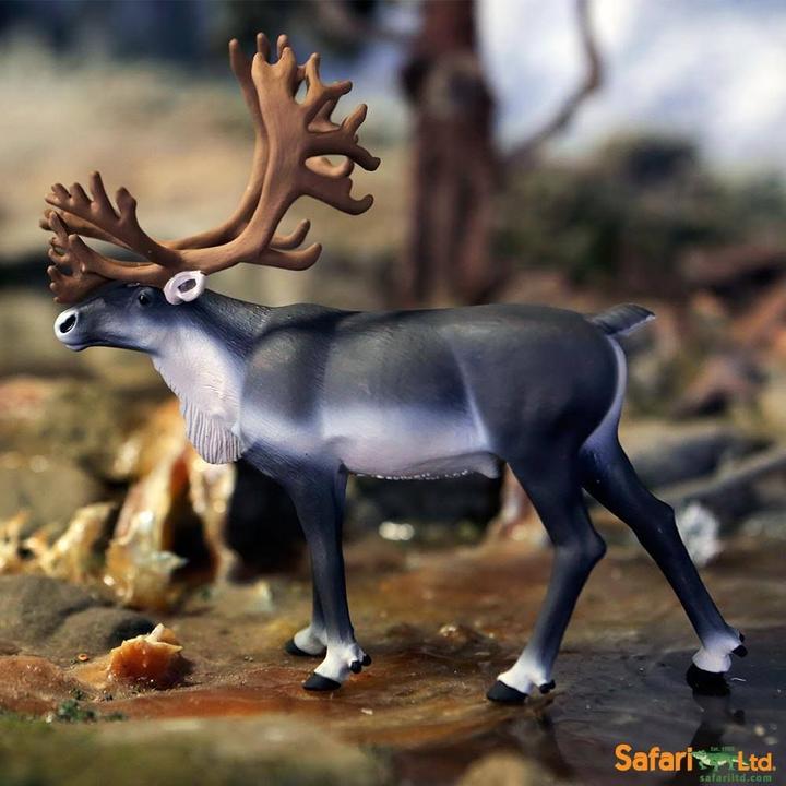 Actual product image Safari Caribou