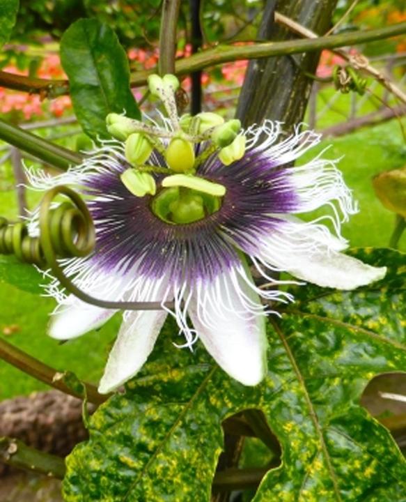 Actual product image Tropica Purple Passion Fruit (Passiflora edulis Purple Giant) (Plant seeds)