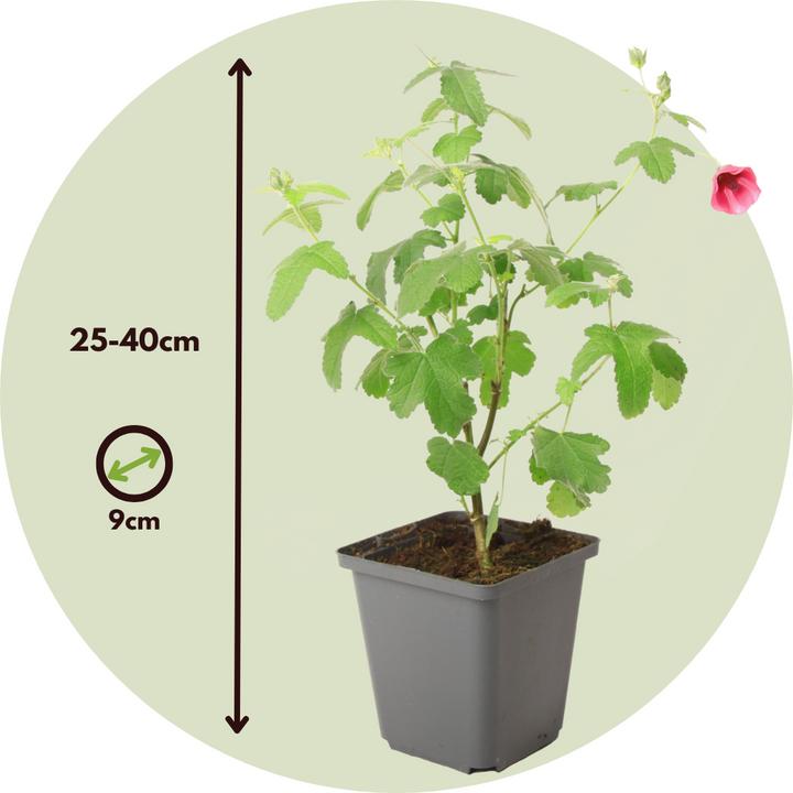 Actual product image Plant in a Box Anisodontea capensis 'El Rayo' - Set of 6 Cape Mallow (25 cm)