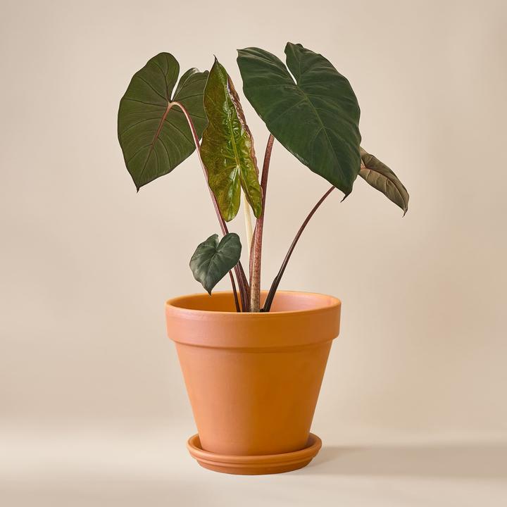 Mary and Plants Alocasia Yucatan Princess (70 cm)