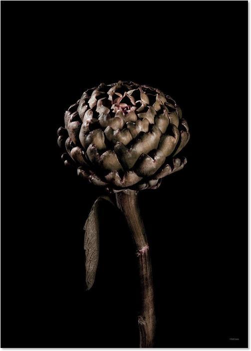 Cynara Scolymus (50 x 70 cm)