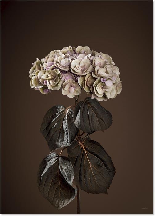Produktbild ChiCura Majestic (50 x 70 cm)