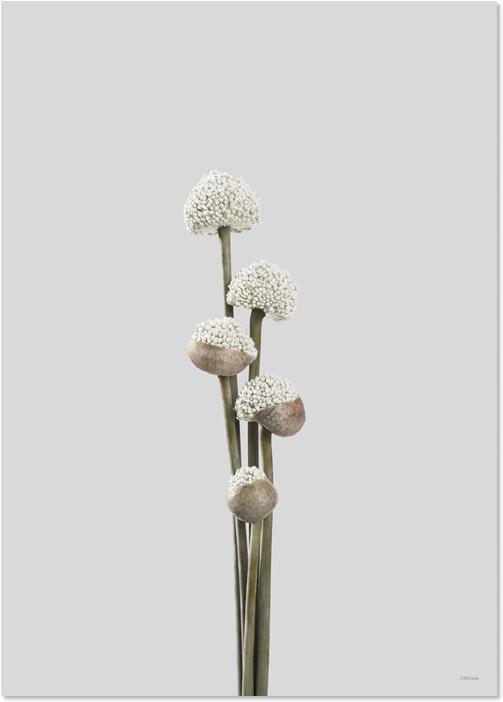 Unfold 1 (50 x 70 cm)