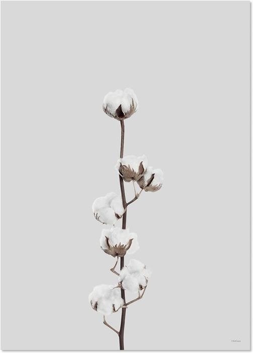 Cotton Flower (50 x 70 cm)