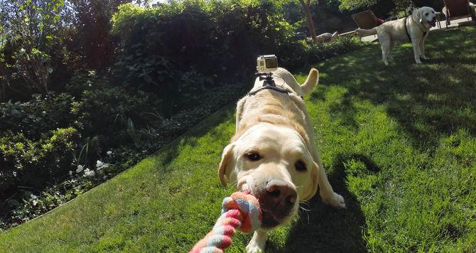 Image du produit GoPro Fetch harnais pour chien (Héros 7, Universel, Action Osmo)