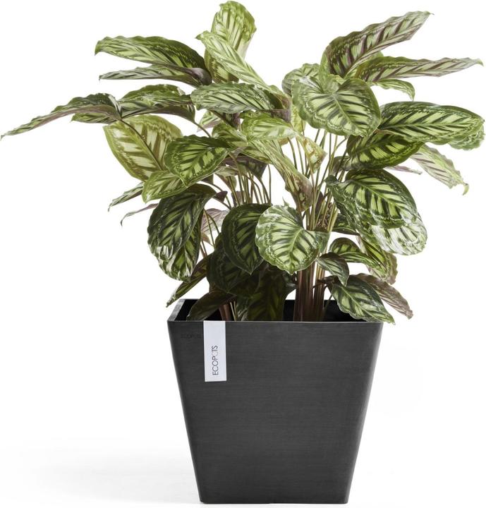 Actual product image Ecopots Rotterdam (50 cm)