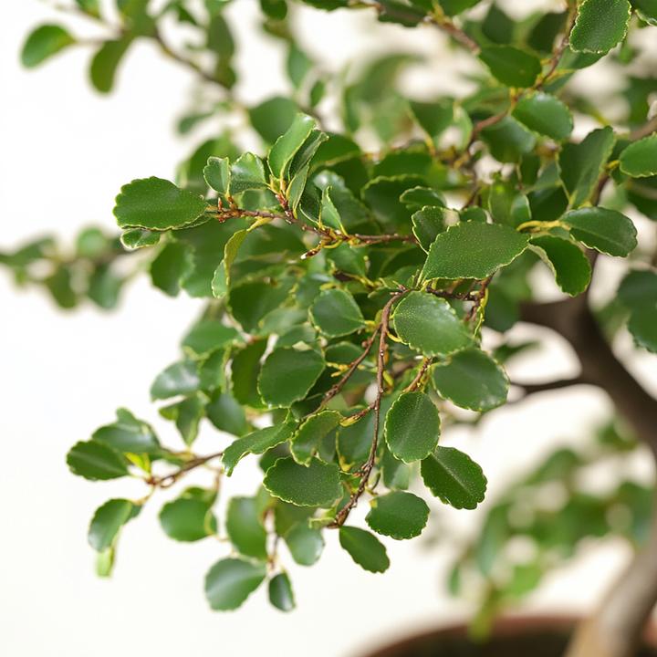 Produktbild Plant in a Box Zelkova serrata - Bonsaibaume (20 cm)