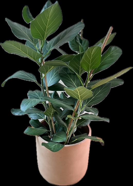 Produktbild Mahaloplants Ficus benghalensis (90 cm)