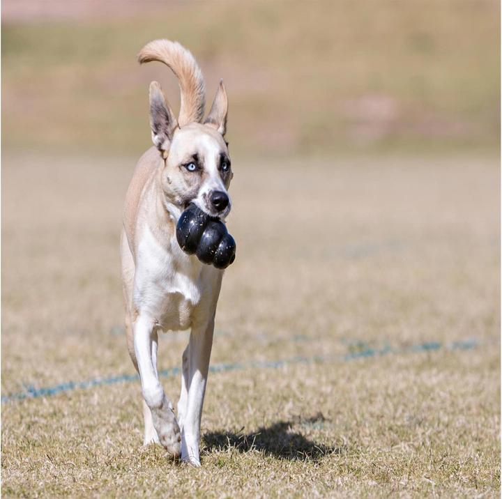 Immagine prodotto KONG Estremo (Reperimento, Giocattolo per cani, Gioco da masticare per cani)