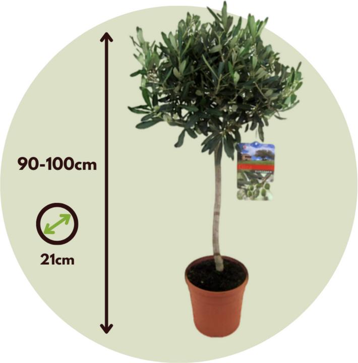 Actual product image Plant in a Box Olea Europaea - Olive tree (100 cm)