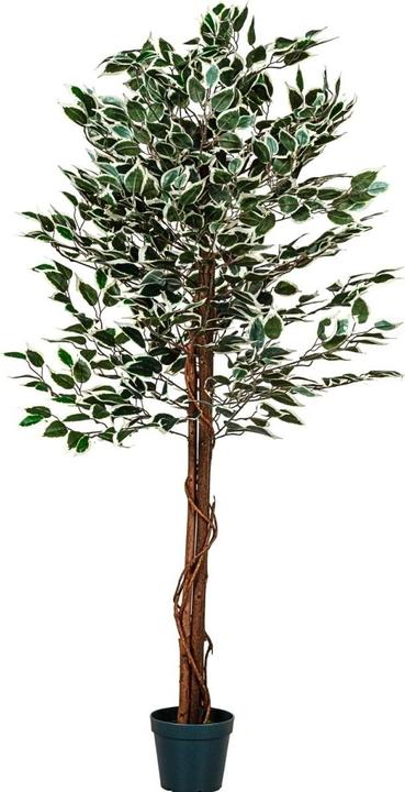 Image du produit Plantasia Ficus Benjamin (190 cm)