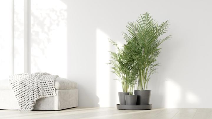 Actual product image Ecopots Dubai (30 cm)