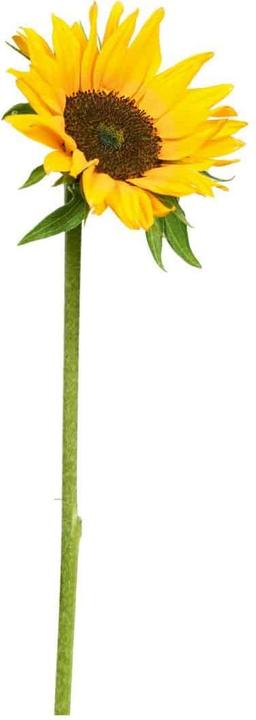Image du produit Trenddeko Tournesol seul (25 x 72 cm)