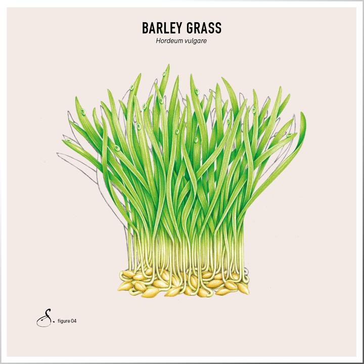 Produktbild Sekoya Barley Grass | Säure-Basen-Gleichgewichts (90 Stück, Kapseln)