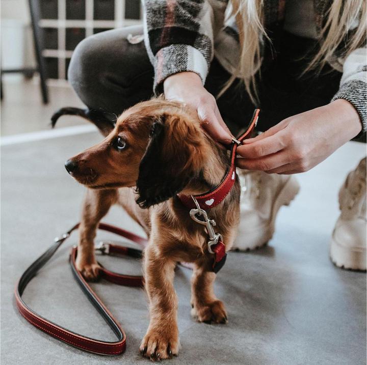 Produktbild Hunter Halsband Love für Hunde 42 (42, Hund, Hundesport)