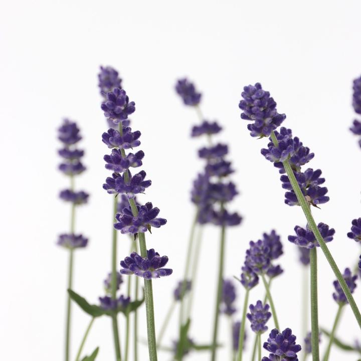Image du produit Plant in a Box Lavandula angustifolia - Set de 12 fleurs (15 cm)