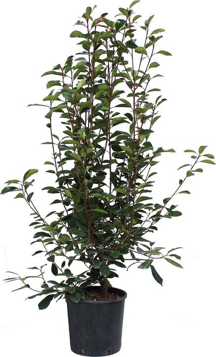 Produktbild Zulauf Glanzmispel / Photinia f. 'Red Robin' (150 cm)