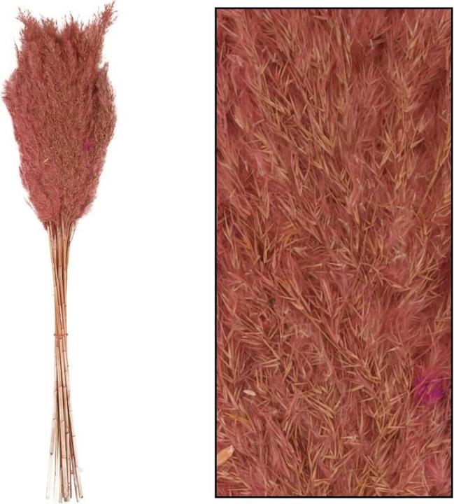 Image du produit Dijk Wild reed plume Vinz (Fleurs séchées)