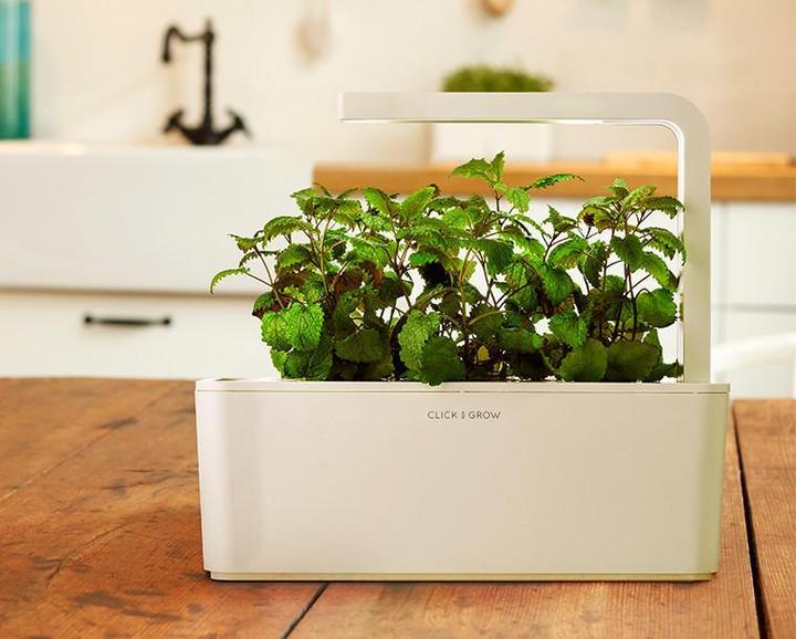 Produktbild Click and Grow Lemon Balm (Kräutersamen)