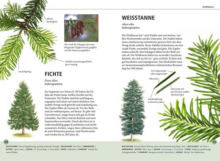 Produktbild Kosmos Bäume am Blatt erkennen - 78 Laub- und Nadelgehölze. Blätter in Originalgrösse (Deutsch, Meike Bosch, 2024)