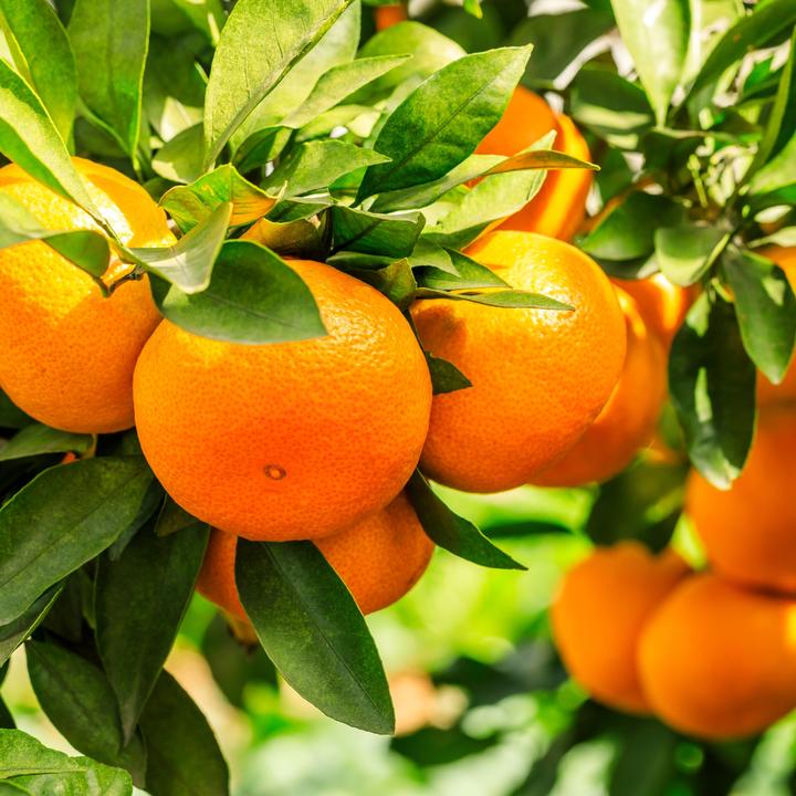 Produktbild Plant in a Box Citrus calamondin, citrus limon, ficus carica, olea - 4er Set Mediterranen Obstbäumen (25 cm)