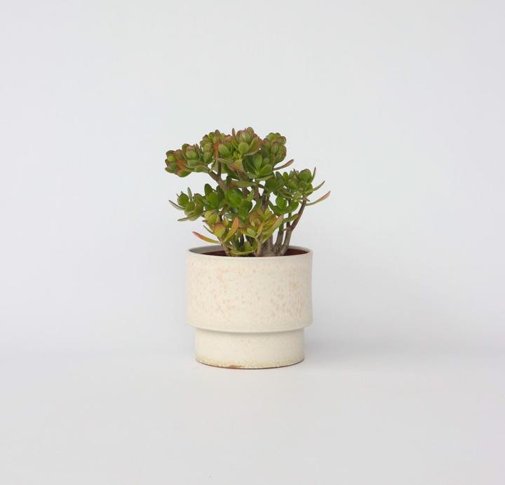 Immagine prodotto Plant in a Box Crassula ovata Minor - Pianta di giada (45 cm)