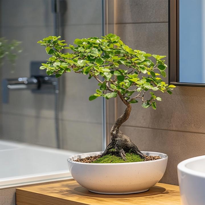 Produktbild Plant in a Box Zelkova serrata - Bonsaibaume (20 cm)