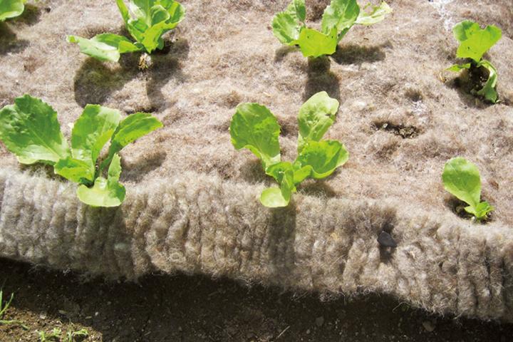 Produktbild GardenWool Schneckenbremse