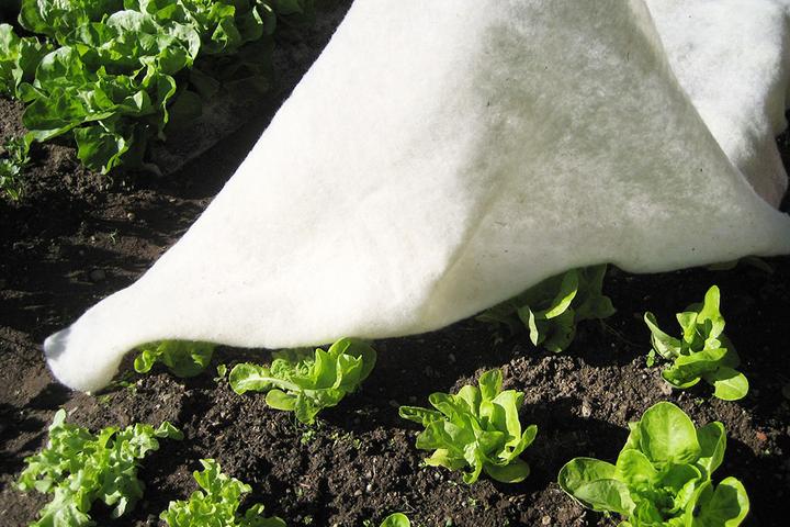 Image du produit GardenWool Tapis de croissance