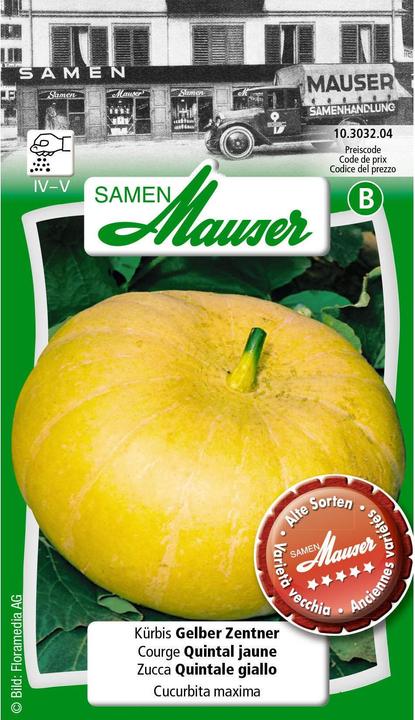Kürbis Gelber Zentner (Gemüsesamen)