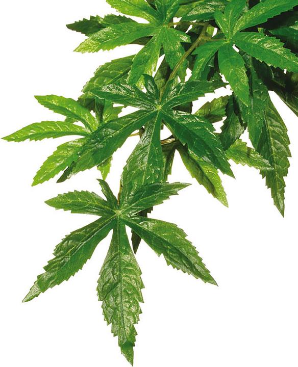 Actual product image Exo Terra Jungle Plant Abutilon M