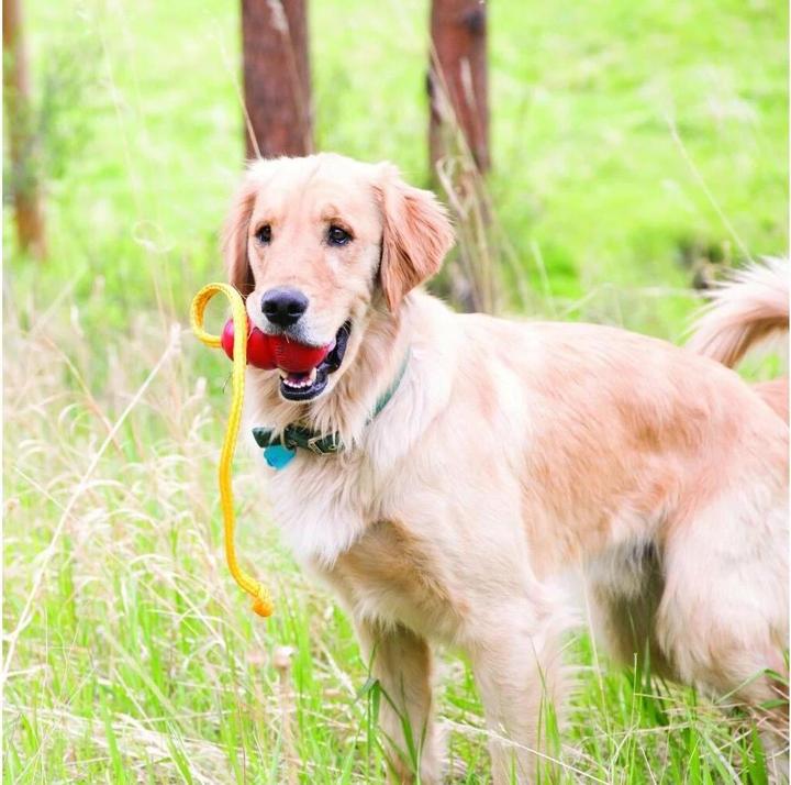 Actual product image KONG Dog Toy Classic Rope XL (Retrieval)