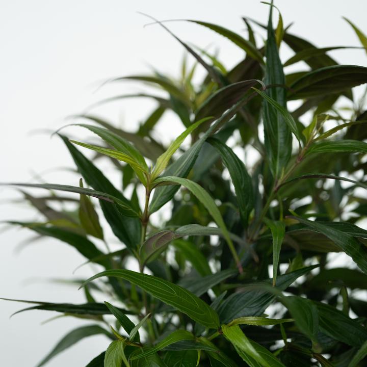 Produktbild Plant in a Box Strobilanthes anisophyllus ‘Brunetthy’ - 2er Set Goldfuchs (25 cm)