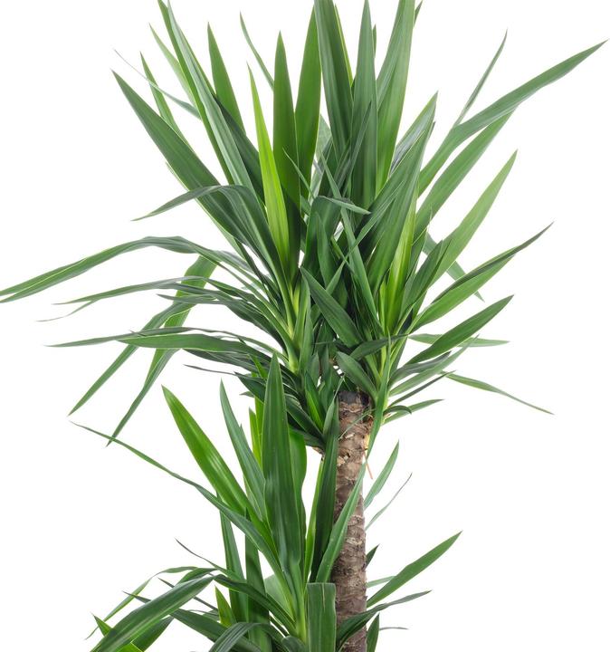 Immagine prodotto Novidarte Palma di yucca artificiale (75 cm)