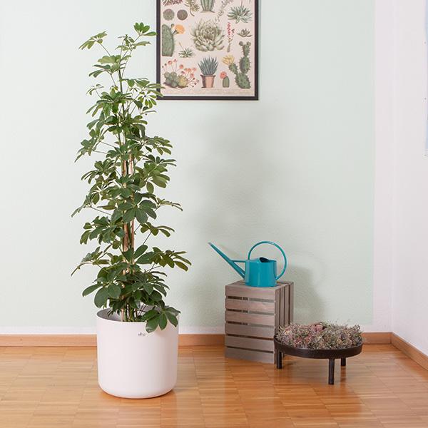 Immagine prodotto VEG and the City Narvik (140 cm)