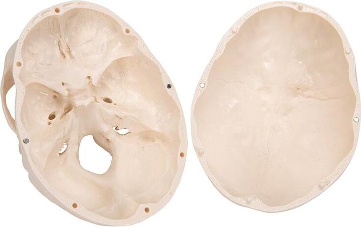 Immagine prodotto 3B Scientific Modello di cranio fetale, su supporto