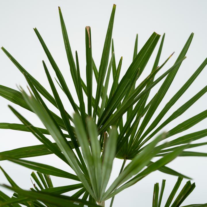 Actual product image Plant in a Box Trachycarpus Fortunei - (35 cm)