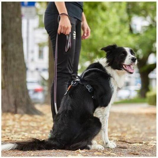Produktbild Non-Stop Dogwear Move Leash Lila L (L, Hund, Allgemein, Arbeit, Fahrrad, Hundesport)